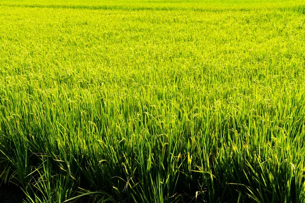 Cultivo Arroz Que Pronto Será Cosechado Arrozal Taiwán —  Fotos de Stock