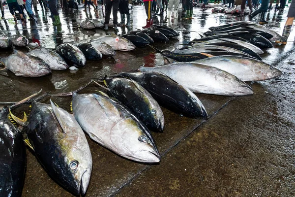 Frozen bluefin tuna at the fish market waiting for auction, Donggang fish market auction scene in Pingtung, Taiwan.