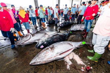 Donmuş mavi yüzgeçli ton balığı açık arttırmayı bekliyor, Donggang balık pazarı açık arttırma sahnesi Pingtung, Tayvan 'da..