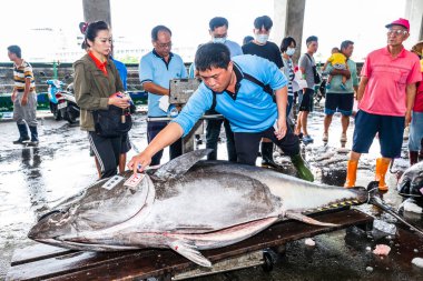 Donmuş mavi yüzgeçli ton balığı açık arttırmayı bekliyor, Donggang balık pazarı açık arttırma sahnesi Pingtung, Tayvan 'da..