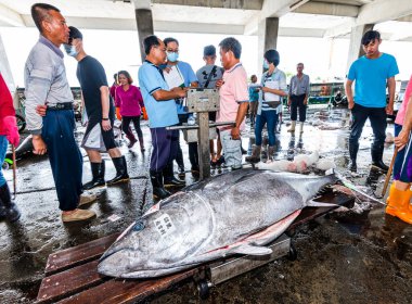 Donmuş mavi yüzgeçli ton balığı açık arttırmayı bekliyor, Donggang balık pazarı açık arttırma sahnesi Pingtung, Tayvan 'da..