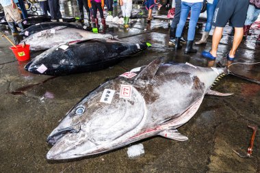 Donmuş mavi yüzgeçli ton balığı açık arttırmayı bekliyor, Donggang balık pazarı açık arttırma sahnesi Pingtung, Tayvan 'da..