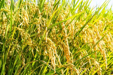 Pirinç hasadı yakında Tayvan çeltik tarlasında hasat olacak..