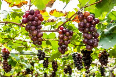 Tayvan, Miaoli 'nin üzüm bağında olgunlaşmış üzümlerin yakın çekimi..