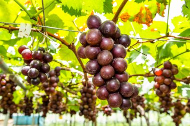 Tayvan, Miaoli 'nin üzüm bağında olgunlaşmış üzümlerin yakın çekimi..