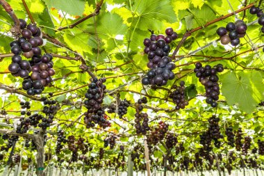 Tayvan 'ın Miaoli bağında geniş bir olgun üzüm alanı..