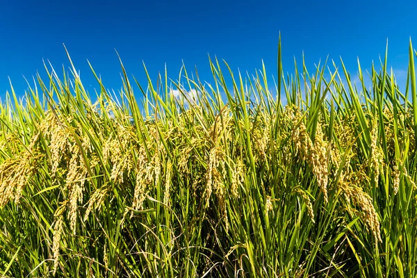 Cultivo Arroz Que Pronto Será Cosechado Arrozal Taiwán —  Fotos de Stock