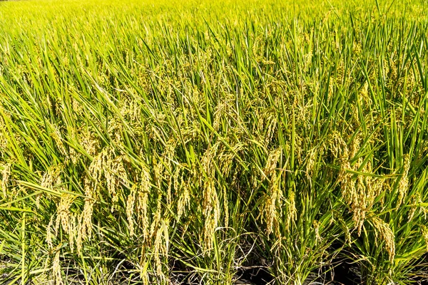 Cultivo Arroz Que Pronto Será Cosechado Arrozal Taiwán —  Fotos de Stock