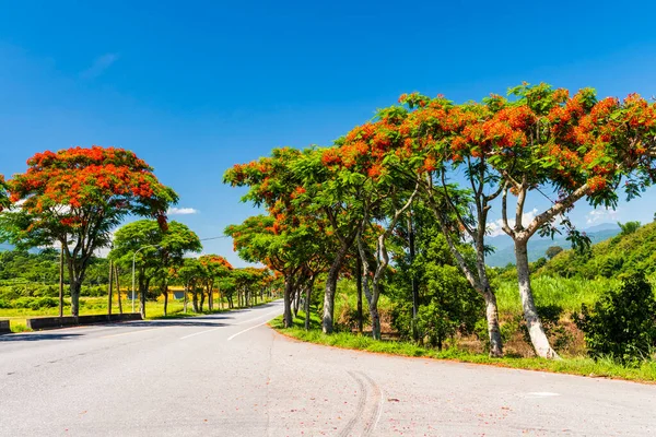 view of road scenery in Hualien, Taiwan. Taiwan east rift valley. Many Flame trees were planted on both sides of the road