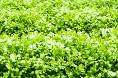 Tayvan 'ın Yunlin kentindeki yeşil kıvırcık maydanoz yaprakları (Petroselinum).