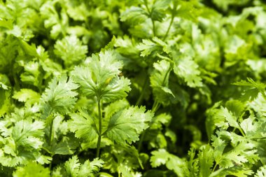 Tayvan 'ın Yunlin kentindeki yeşil kıvırcık maydanoz yaprakları (Petroselinum).