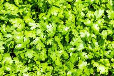 Maydanoz tarlalarının görüntüsü Yunlin, Tayvan 'da ekiliyor.