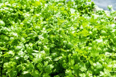 Yeşil kıvırcık maydanoz yaprakları (Petroselinum), taze maydanozlu mutfak bitkisi bahçesi.
