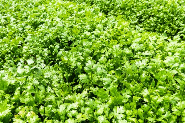 Feuilles Persil Vert Bouclé Petroselinum Dans Les Terres Agricoles Yunlin — Photo