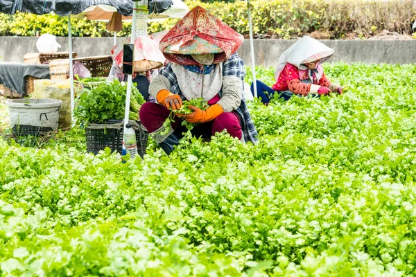 Фермеры Собирают Урожай Петрушки Ферме Юньлине Тайвань — стоковое фото