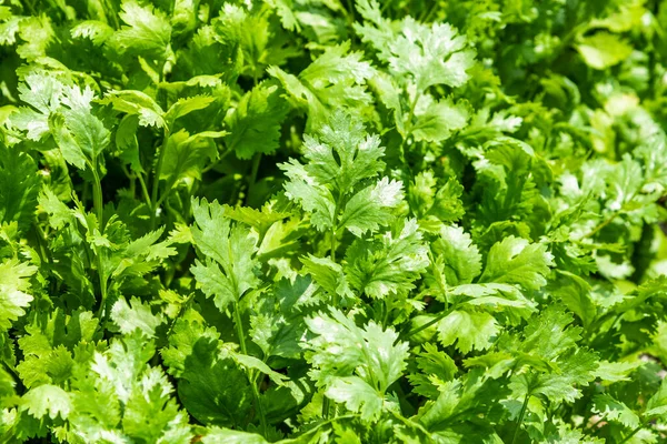 Close Green Curly Parsley Leaves Petroselinum Kitchen Herb Garden Fresh — Stock Photo, Image