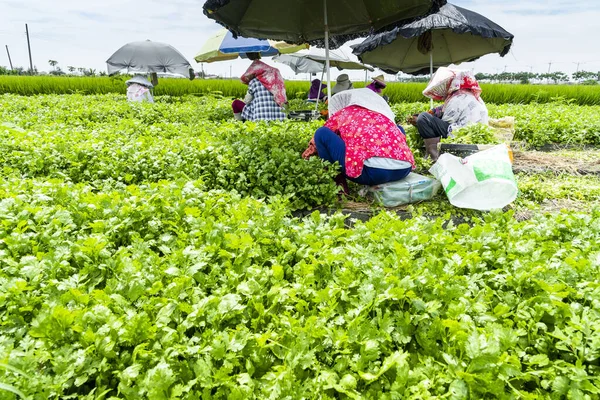 Rolnicy Zbierają Pietruszki Gruntach Rolnych Yunlin Tajwanie — Zdjęcie stockowe