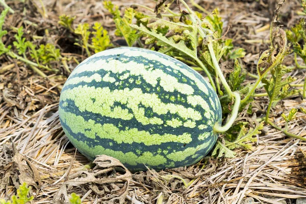 Primer Plano Las Sandías Que Crecen Tierras Cultivo Yunlin Taiwán — Foto de Stock