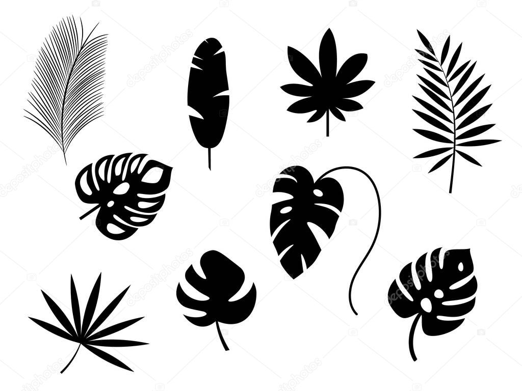 Set of exotic tropical leaves. monstera, palm, banana. Vector stock illustration for poster or card