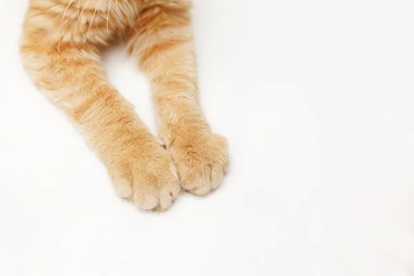 Cats Paws White Background Copy Space — Stock Photo, Image