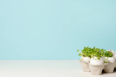 Mavi arka planda mikroyeşil yumurtaları olan doğal Paskalya yumurtaları. Mutlu Paskalyalar. Şık kırsal yaşam. Sıfır atık