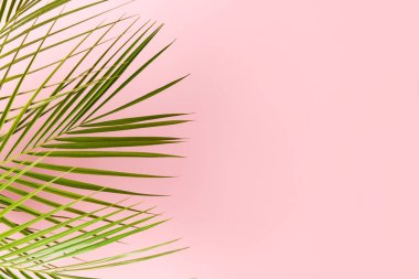 Pembe arkaplanda kopyalama alanı olan palmiye yaprakları izole.