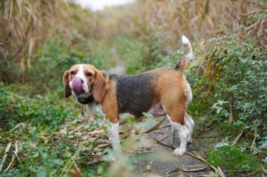 Köpek Beagle cinsi yeşil çimlerin üzerinde duruyor.