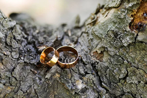 Golden wedding rings laying on the tree , nature background
