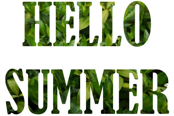 Text Hello Summer Přírody Květiny Pozadí Izolované Bílém — Stock fotografie
