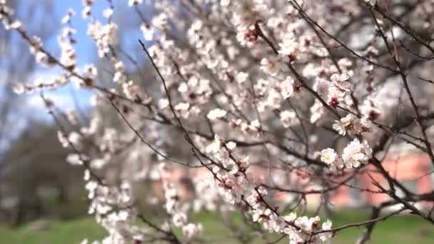 Jarní Kvetoucí Pozadí Krásná Přírodní Scéna Kvetoucím Stromem Slunečními Erupcemi — Stock video