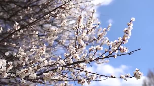 Våren Blommar Bakgrund Vacker Naturscen Med Blommande Träd Och Soleruption — Stockvideo