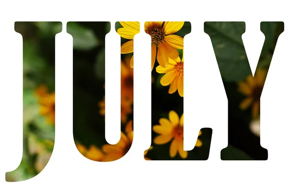 Text Juli Från Naturen Blommor Bakgrund Isolerad Vit — Stockfoto