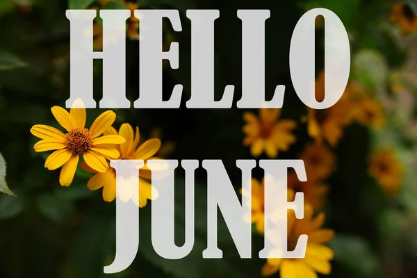 Metin Hello JUNE Doğa çiçeklerinin arkaplan beyaz üzerine izole
