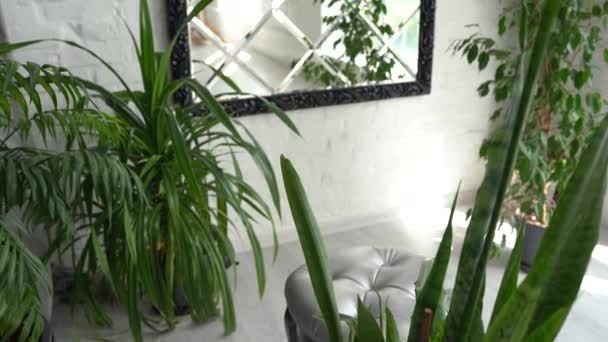 Modern Interieur Met Grote Stijlvolle Spiegel Met Tropische Planten — Stockvideo