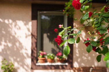 Evin yakınındaki çalılıklarda güller var. Peyzaj bahçe düzenlemesi