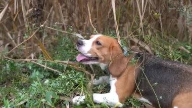 Sonbahar parkında gezen köpek yavrusu.