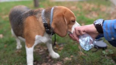 Sahibi Beagle köpeklerine içmesi için şişeden su vermiş.