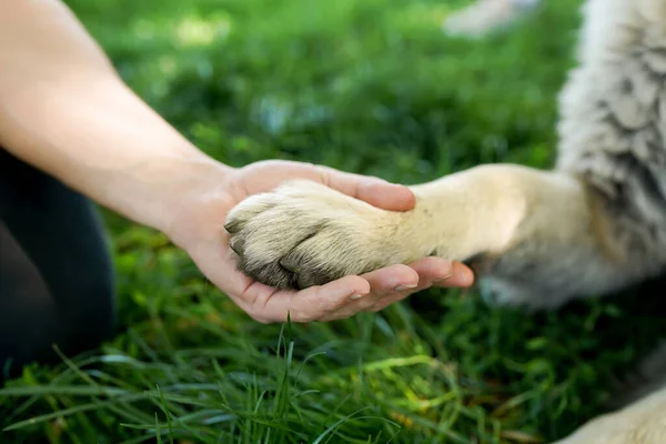 人間と犬の友情 握手と緑の草の背景に足 — ストック写真