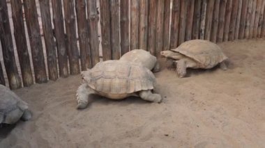 Büyük kaplumbağa, Kaplumbağa hareket ediyor. Park, doğa ya da hayvanat bahçesindeki antik hayvan.