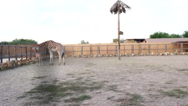 Giraffer Zoo Giraffer Safariparken Vackra Giraffer Familj Mor Och Barn — Stockvideo