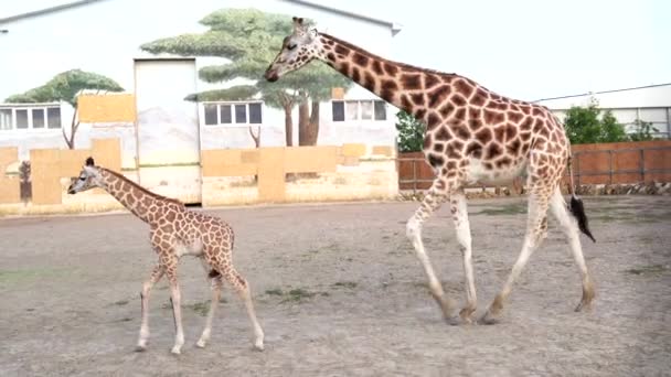 動物園のキリン サファリパークのキリン 動物園で美しいキリン家族の母親と子供 — ストック動画