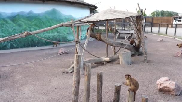 Monkey Zoo Game Eating Food — Stock Video