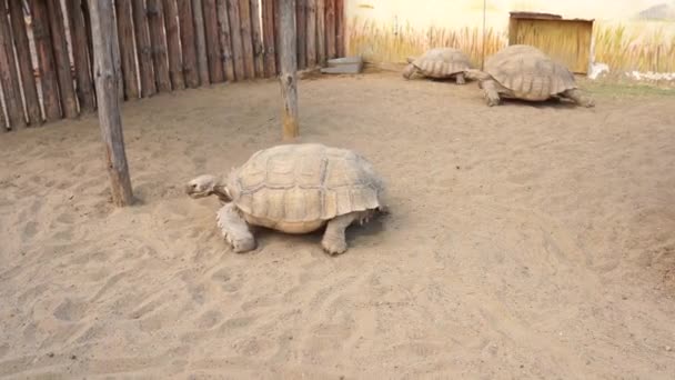Gran Tortuga Vieja Tortuga Movimiento Animales Antiguos Parque Naturaleza Zoológico — Vídeo de stock