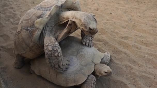 Tartarugas Gigantes Das Galápagos Que Reproduzem Num Jardim Zoológico Tartaruga — Vídeo de Stock