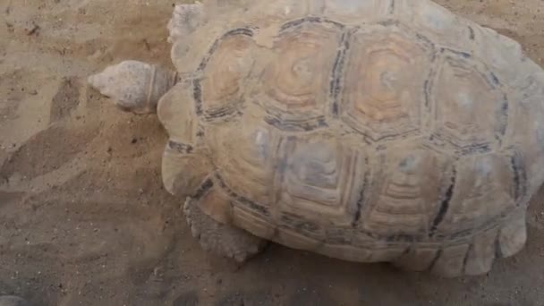 Wielki Stary Żółw Żółw Ruchu Starożytne Zwierzę Parku Przyrodzie Lub — Wideo stockowe