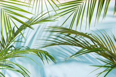 Mavi arka planda güneş altında palmiye yaprakları ve gölgeler.