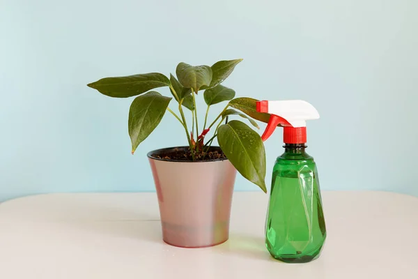 green plant and bottle with water on white table. Taking care of indoor home plants