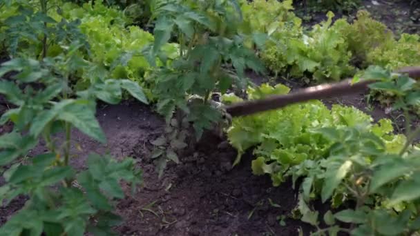 Hoe Dirt Weeding Radishes Hoe Weeding Rows Vegetables — Stock Video
