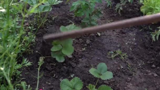 大根の間に泥の雑草を食いしばる 野菜の列の間に家の雑草 — ストック動画