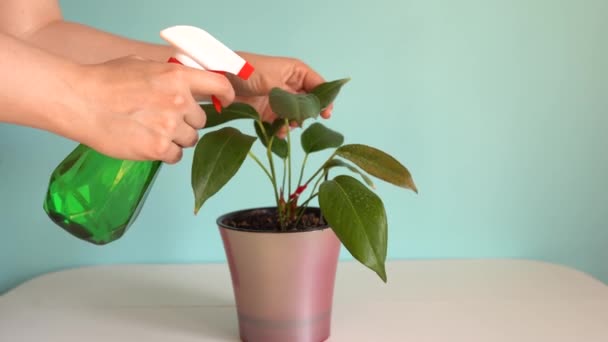 Vrouw Handen Spuiten Bladeren Van Groene Plant Met Water Het — Stockvideo